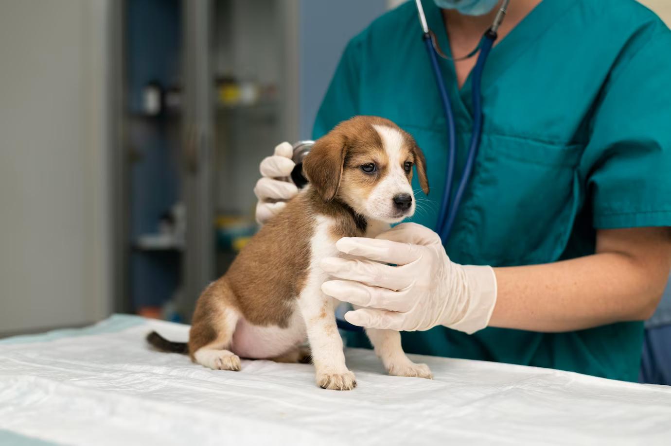 La santé de mon animal